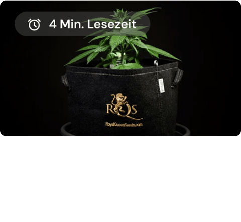 Topfarten